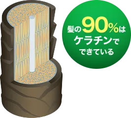毛髪の断面図