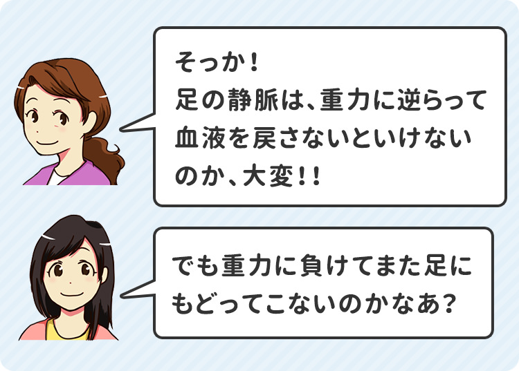 そっか！足の静脈は、重力に逆らって血液を戻さないといけないのか、大変！！