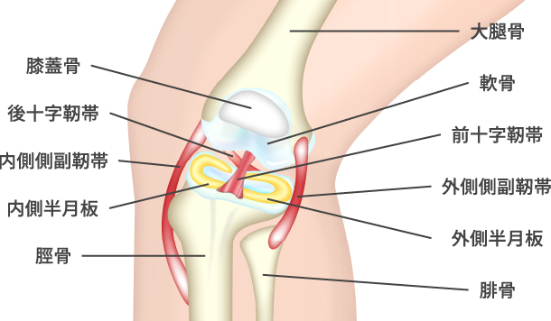 膝の手術の回復を早めるPRP療法