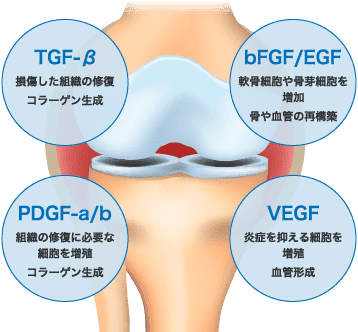 PRPに含まれる成長因子