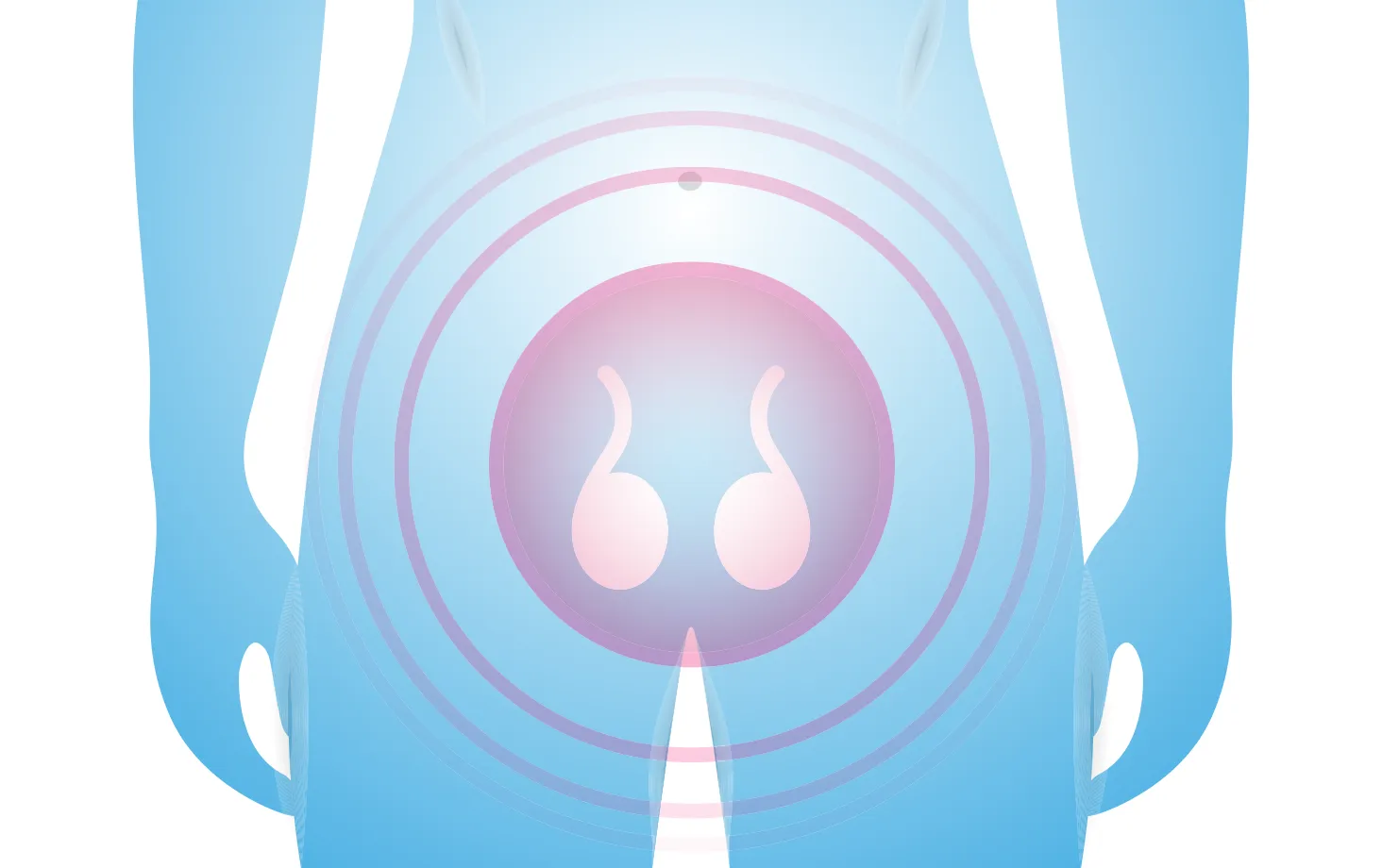 男性の下腹部と精巣の位置を示したイラスト