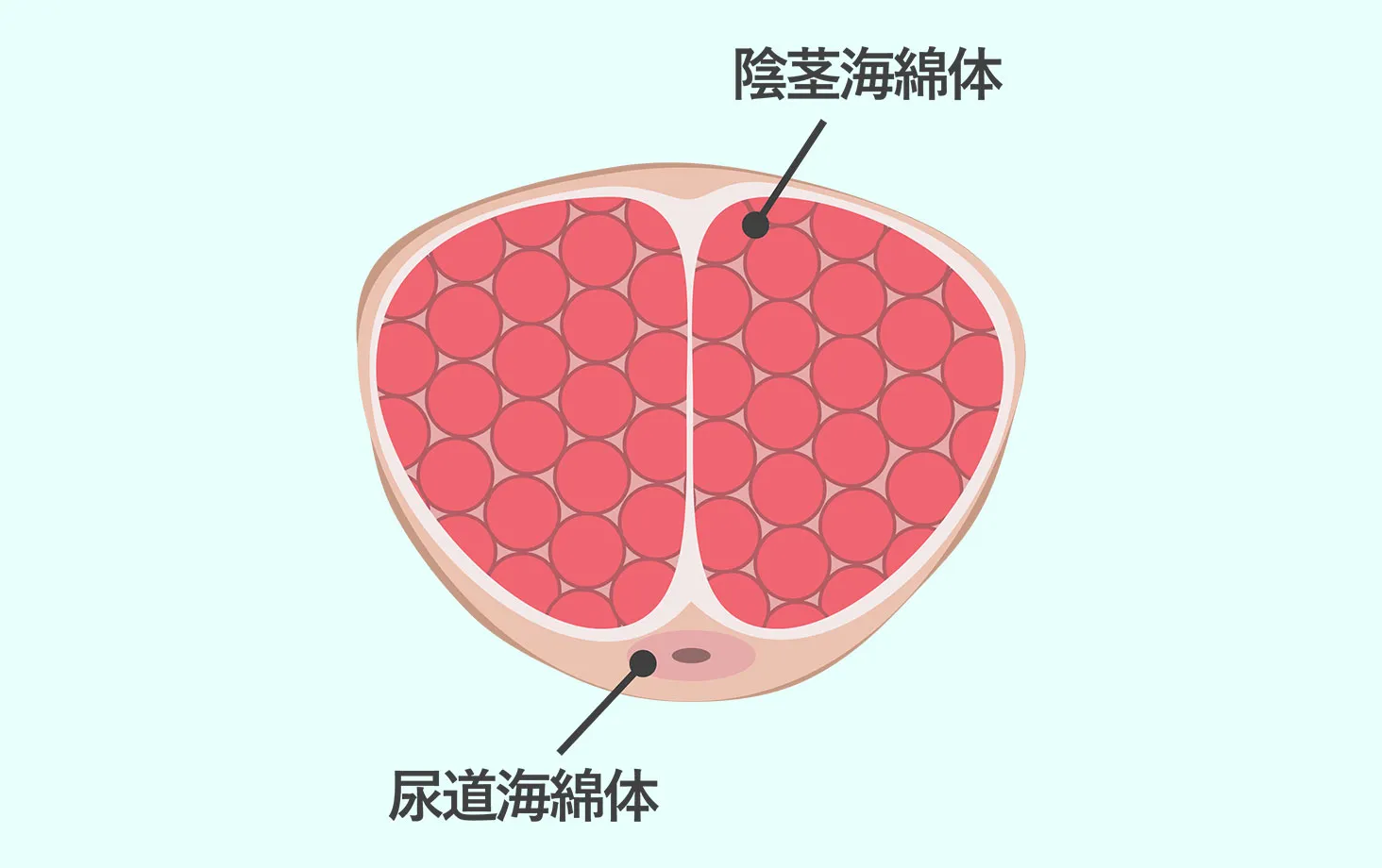 陰茎海綿体と尿道海綿体を示した陰茎の断面イラスト